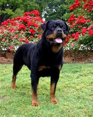 Elvis