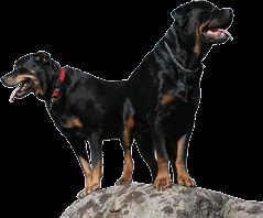 Two Rottweilers standing on a rock